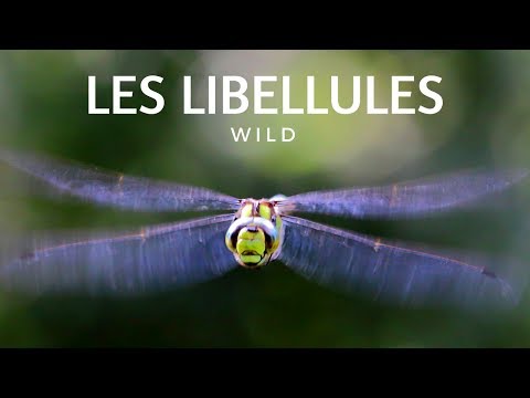 L&rsquo;INCROYABLE VIE DES LIBELLULES