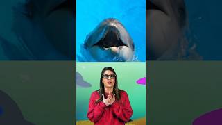 Ms. Booksy Explains: How dolphins breathe air but live underwater 🐬 Cool School #shorts for Kids Profile