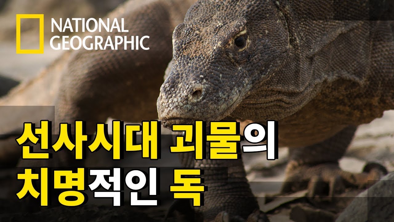 코모도왕도마뱀에겐 쉬운 물소사냥