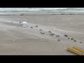 Winds gulf shores during todays storms