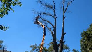 More Florida Tree Cutting Part 37