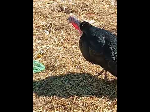 صوت الديك الحبشي