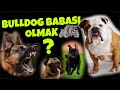 İngiliz Bulldog Nasıl Bir Köpek? Cheza Gergin.Kofik Koşmaya Başladı #dog #dogs #animals #vlog