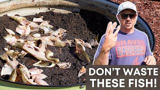 3 Reasons to ADD RAW FISH to Your Garden!