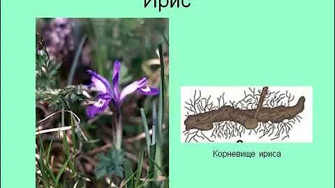 Корневище. Клубень. Луковица.AVI