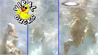 Baby Ducks GoPro Underwater Dive Camera p2