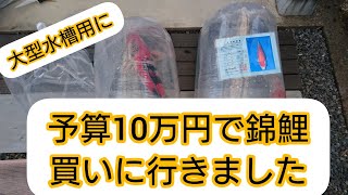 〔予算１０万円〕錦鯉当歳４匹買ってきました！　自宅池　大型水槽　ヒーター加温飼育　アクアリウム　Bomb buying　Amazing Koi　ปลาคราฟ　#錦鯉