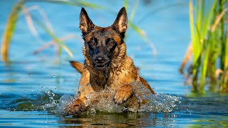 Бельгийская овчарка Линда, моя милая семья малинуа 🐕‍🦺💞