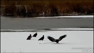 Mississippi Flyway Cam ~ Juives Playing With A Stick In Snow ~ Soaring The Skies! 11.6.19