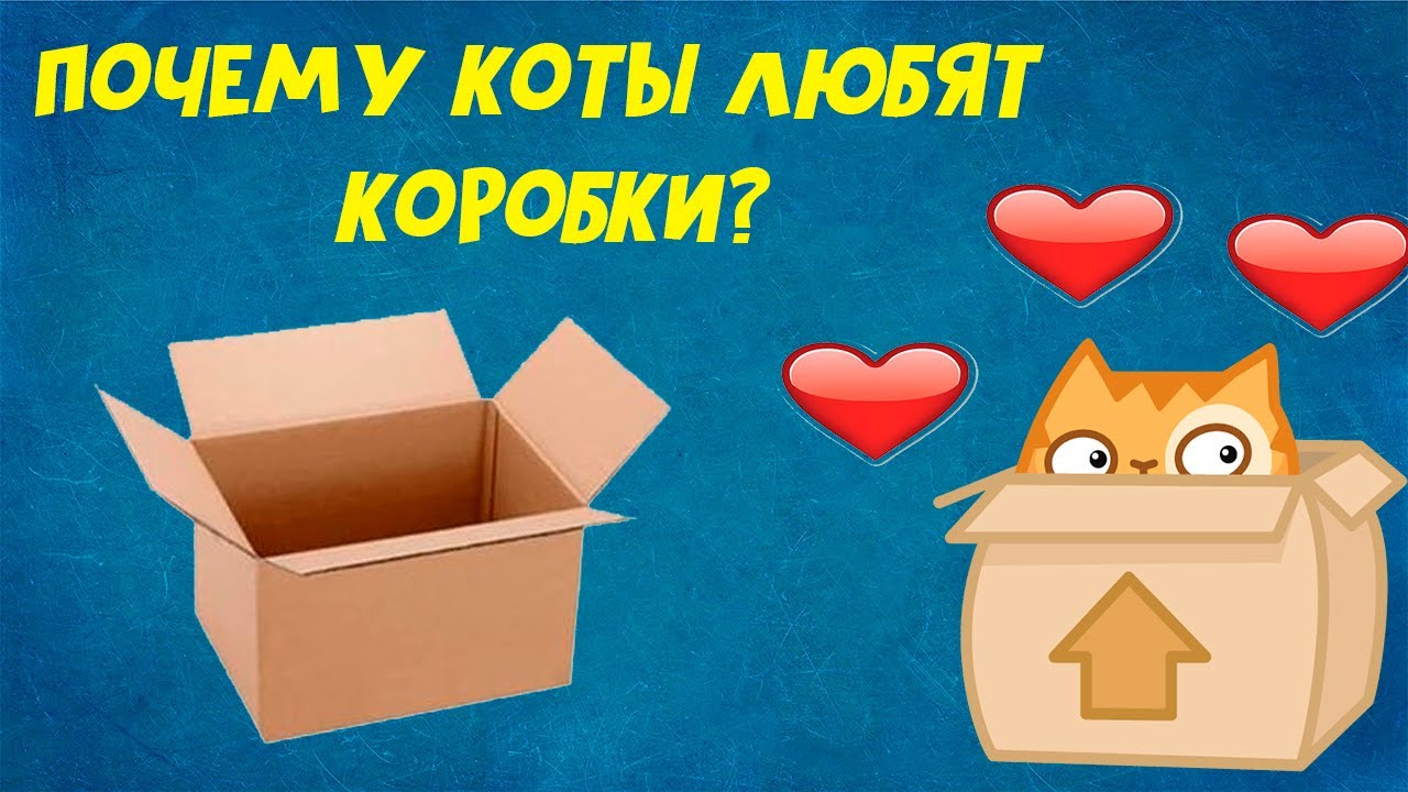 Почему коты любят коробки? - YouTube
