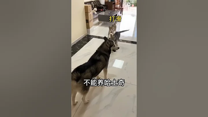 养哈士奇真的要很大的勇气🤣 #shorts #萌宠 #哈士奇 #搞笑 - 天天要闻