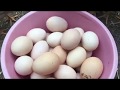 Folluklardan Yumurta Toplama - Chicken Egg Collecting