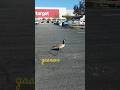 Duck going to shop at Target