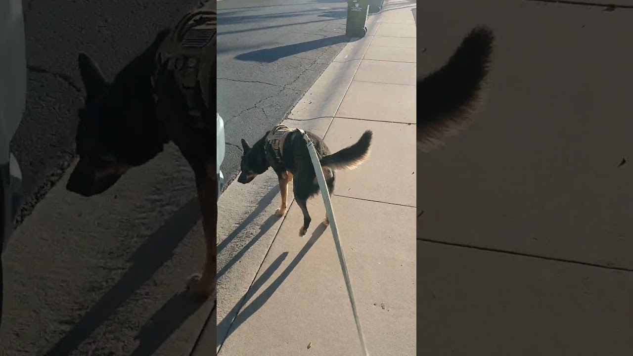 No Pull harness versus rabbit