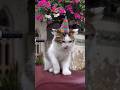cute baby cat 🥰|#trending #viral #shortvideo #cutecat |#itzzmariyam |