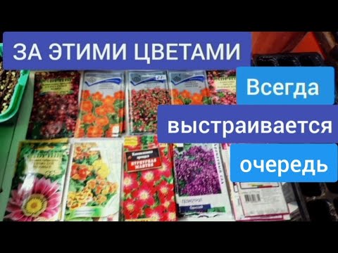 Всегда выращиваю цветы невероятной красоты, Многолетние и Однолетние цветы для сада