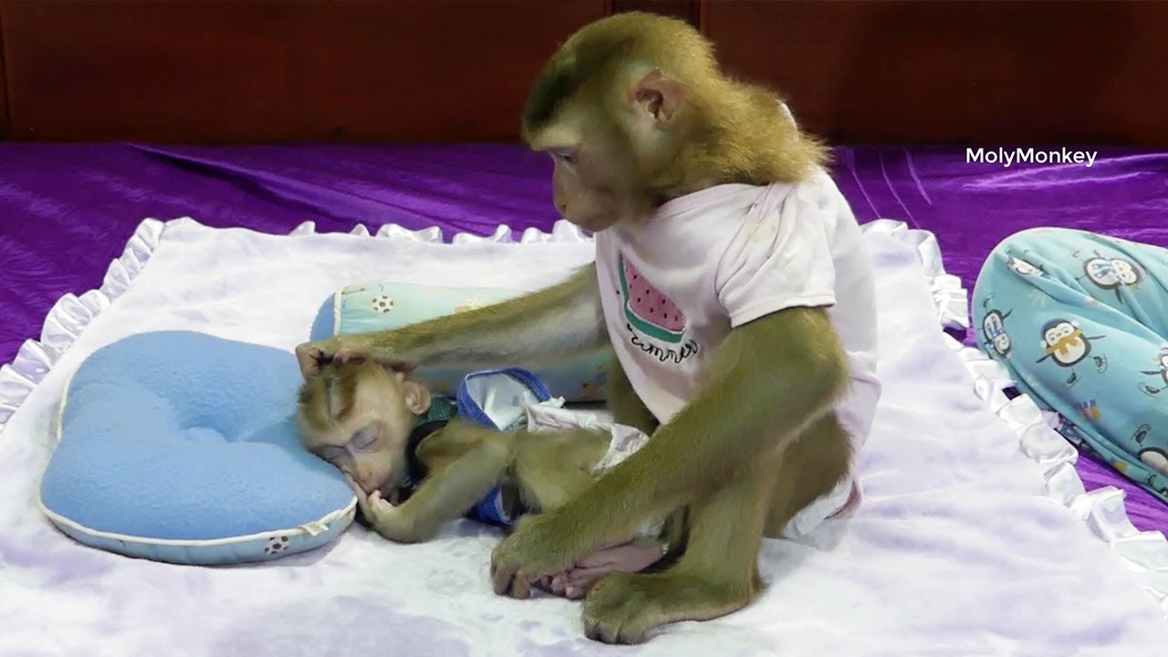 Amazing!! Queen Morri Take Care & Grooming Little Zuji To Sleep