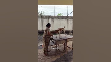 ini njn sherikum mone allayo? #petsrule #pets #funnyanimals #funnypuppy #funnypets #mypetsies #pet