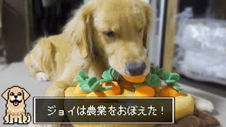 愛犬のレベルアップが止まらなくて焦っています