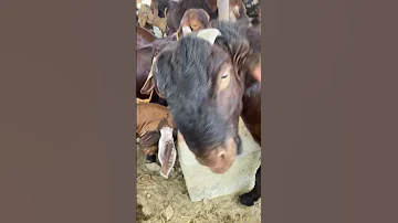 Funny Bakra Shorts Funnyshorts Goatfarming 
