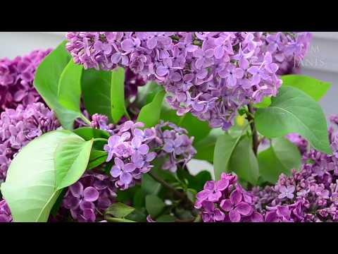 peaceful-music,-relaxing-music,-instrumental-music-"happy-mother's-day-with-love"-by-tim-janis