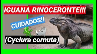 IGUANA RINOCERONTE (CYCLURA CORNUTA) 🦏➕🦎 (Guía de cuidados)