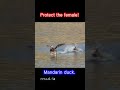 Protect the female - Mandarin duck #shorts