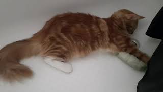 Best place to hide from the heat! #maine #coon #cute #cookie by Maine Coon Cookie 25 views 2 years ago 2 minutes, 7 seconds