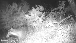 The Badger cubs have started to forage independently
Its that time in a cubs development that they start foraging independently. They still like a wee play but it looks like Rough may be dominant over Tumble. Rough is filmed feeding approximatly 1k away from where Tumble is filmed at about the same time. The Badger cubs have started to forage independently