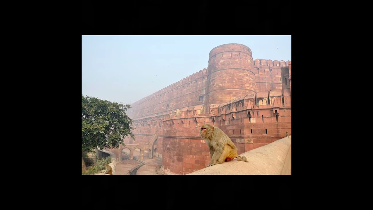 Red Fort New Delhi | Laal Kila | Short Video | Star Status