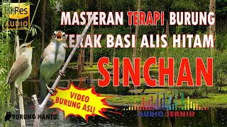 Burung Kerak Basi Alis Hitam Sinchan Gacor Bisa Untuk Pancingan Bunyi