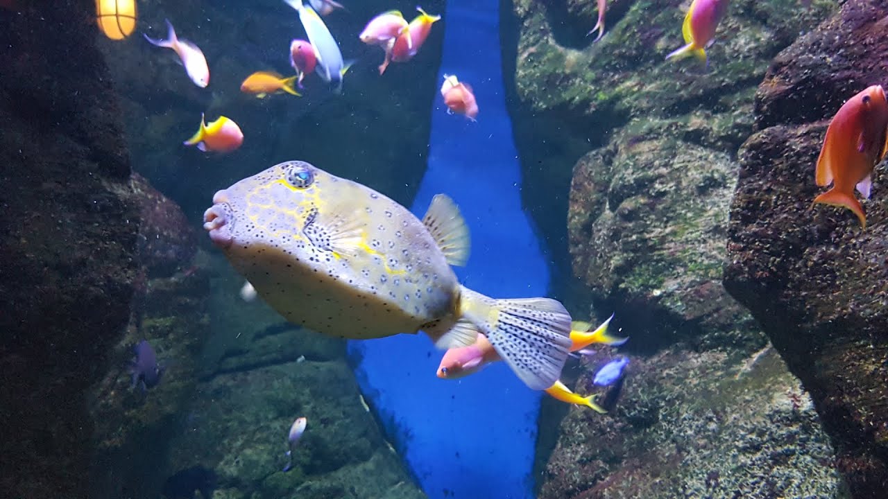 Aquarium Pairi Daiza Belge YouTube