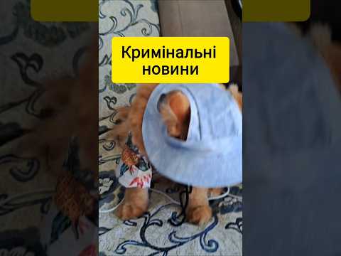 Кримінальні новини #котофейка