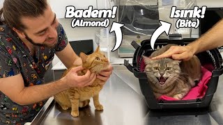 2 CATS IN 1 VIDEO!  ( Totally Opposite Characters! )