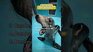 Animals doing absolutely random things.🤣