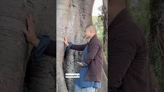 Tree Healing | Taichi #peace #buddhism #nature #motivation #changeyourmindsetchangeyourlife