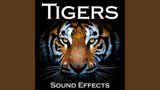 Female Bengal Tiger: Soft Growls 1 screenshot 2