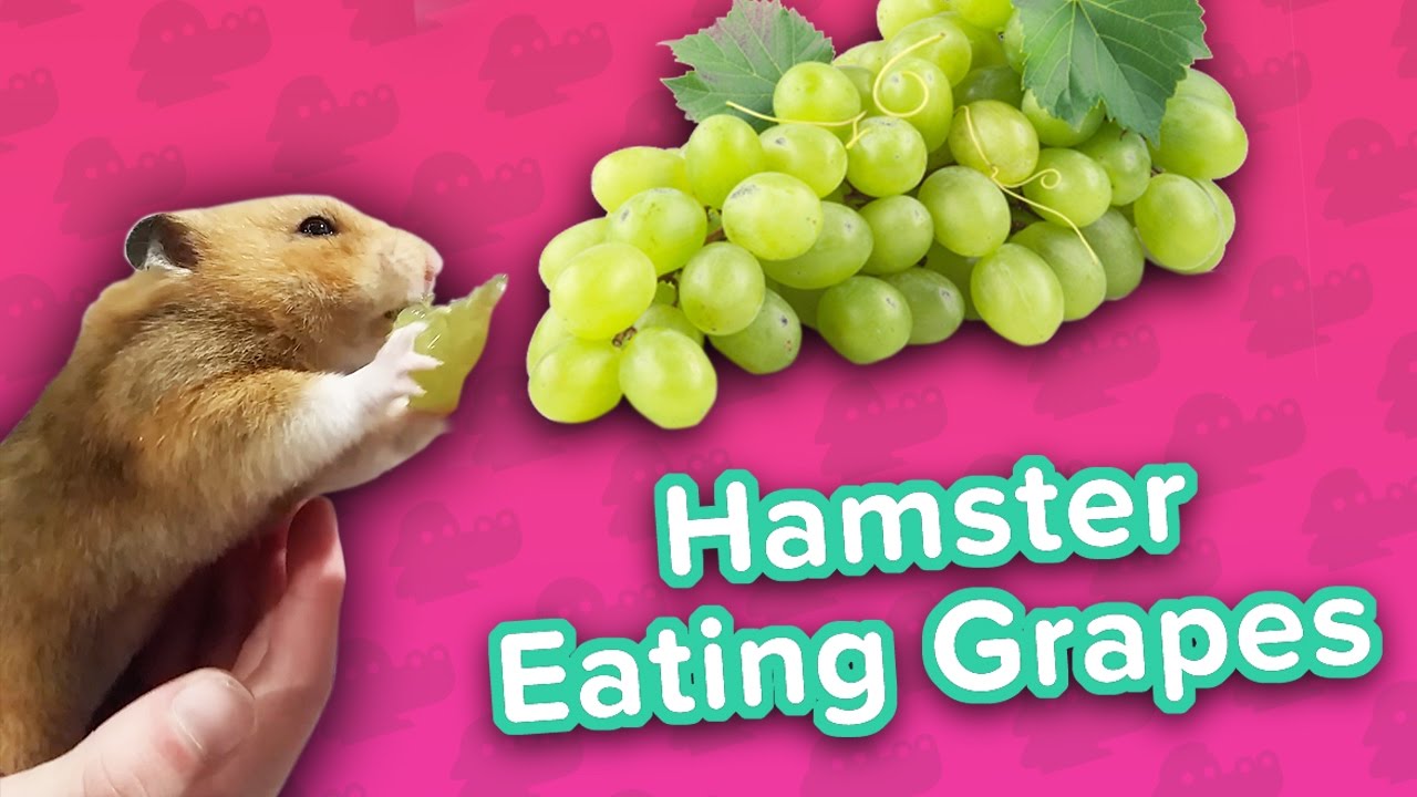 Hamster Loves Grapes & Cardio Dachsunds! // Funny Animal Compilation