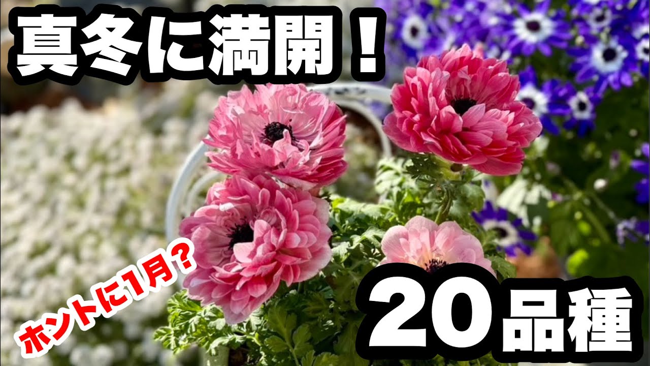 ◆ウソでしょ？【真冬に満開！】20品種紹介🌱
