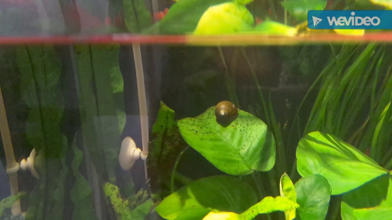 Nerite Snail vs. Green Spot Algae YouTube