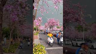 Cherry Blossom Season In Japan  short cherryblossomseason japan nature