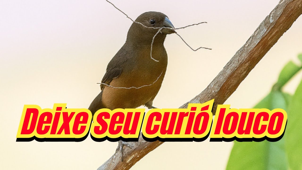 Fêmea de curió chamando e currichiando e macheando para esquentar o macho 