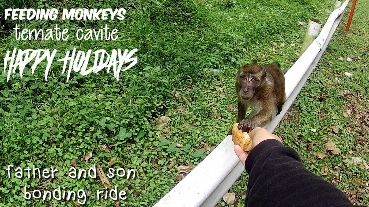 THE MONKEY'S AT NASUGBO TERNATE HIGHWAY CAVITE YouTube