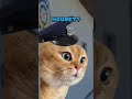 Kid Outsmarts a Police Officer 🫣 [REUPLOAD] (CAT MEMES🐈) @ChristianTye24 #shorts