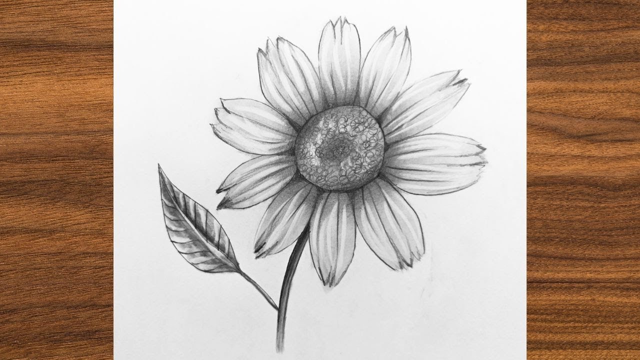 Draw a Daisy Flower | Simple Pencil Shading Technique Tutorial