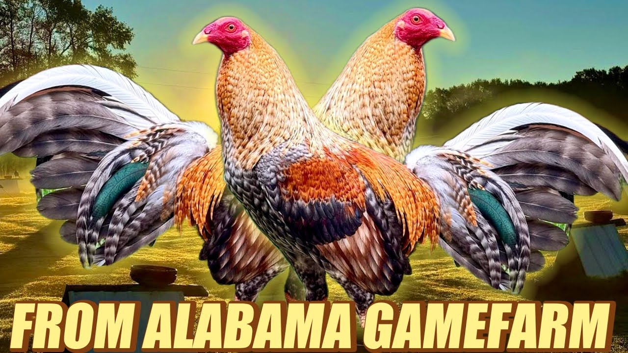 Bulik Hatch Kelso - FROM ALABAMA GAMEFARM