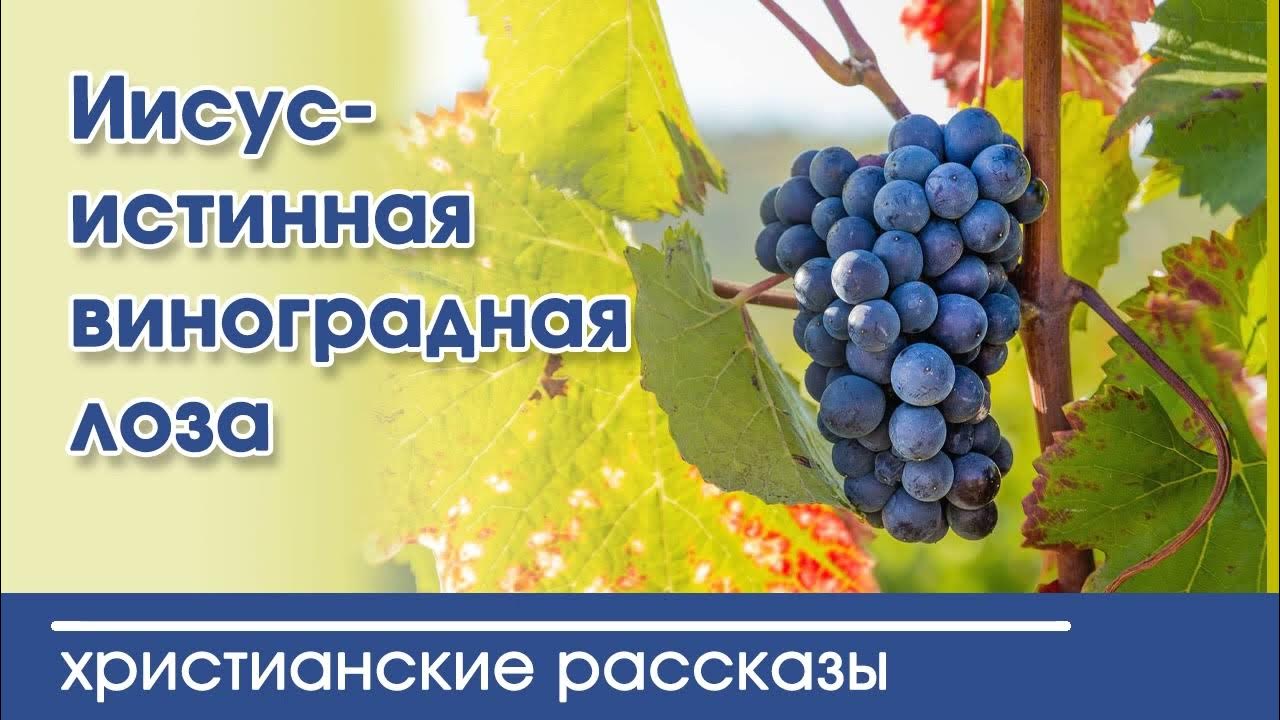 Изобильная виноградная лоза песня. Христос истинная виноградная лоза. Изобильная виноградная лоза песня. Христианские песни виноградная лоза. Я есмь лоза а вы ветви.