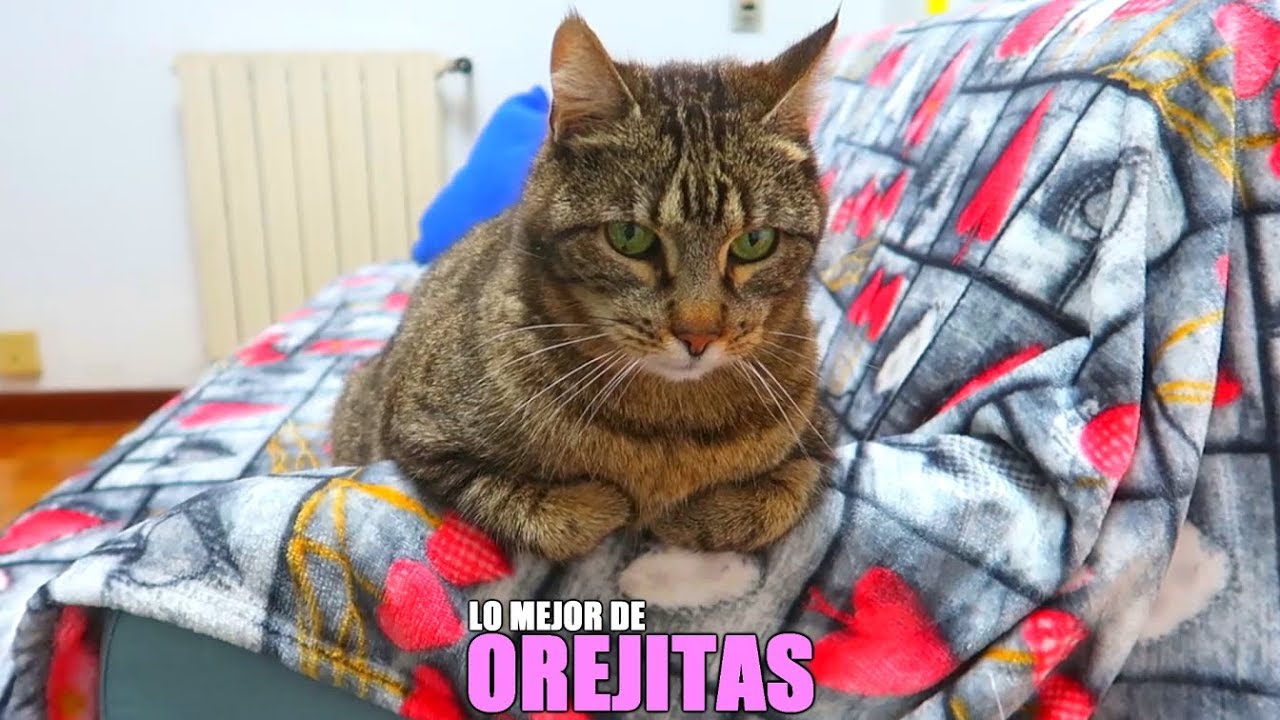 ⁣LO MEJOR DE OREJITAS