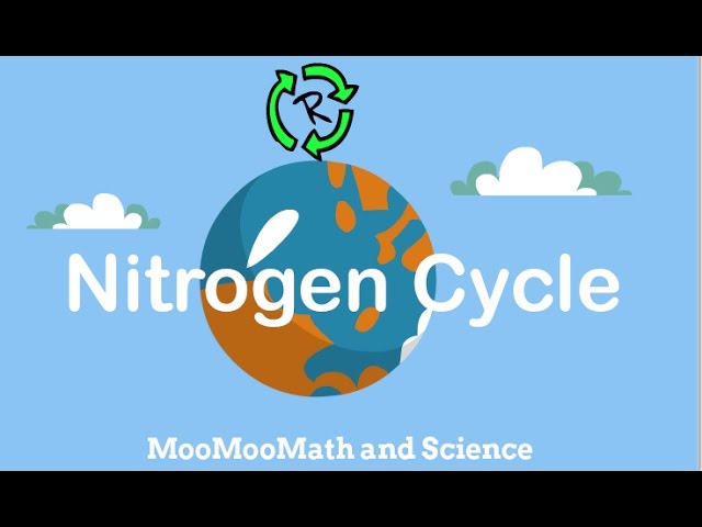 Describe Nitrogen Cycle-Nitrogen cycle in simple terms class=