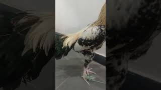 viewing with weather #aseelmurga #funny #chicken #hyderabad #java #murga #pets #funnymoment #znz